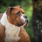 Chienne Bulldog Continental LOF fauve – Rouge Cerise du Cap de la Coste 4