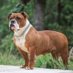 Chienne Bulldog Continental LOF fauve – Rouge Cerise du Cap de la Coste 3