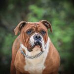 Chienne Bulldog Continental LOF fauve – Rouge Cerise du Cap de la Coste 2