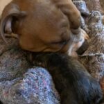 Chienne Bulldog Continental LOF fauve – Rouge Cerise du Cap de la Coste 1