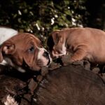 Chienne Bulldog Continental LOF fauve – Rouge Cerise du Cap de la Coste