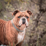 Chienne Bulldog Continental LOF bringée – Sainte Ni Touche du Cap de la Coste