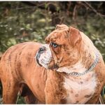 Chienne Bulldog Continental LOF bringée – Sainte Ni Touche du Cap de la Coste 1