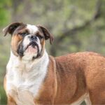 Chienne Bulldog Continental LOF fauve – Tic Tac Toe du Cap de la Coste 7