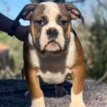 Chienne Bulldog Continental LOF fauve – Tic Tac Toe du Cap de la Coste 5