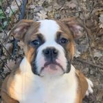 Chienne Bulldog Continental LOF fauve – Tic Tac Toe du Cap de la Coste 4