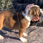 Chienne Bulldog Continental LOF fauve – Tic Tac Toe du Cap de la Coste 3