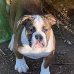 Chienne Bulldog Continental LOF fauve – Tic Tac Toe du Cap de la Coste 2
