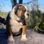 Chienne Bulldog Continental LOF fauve – Tic Tac Toe du Cap de la Coste 1