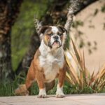 Chienne Bulldog Continental LOF fauve – Tic Tac Toe du Cap de la Coste