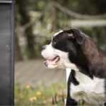 Chienne Bulldog Continental LOF noire – Tsarine du Cap de la Coste 2