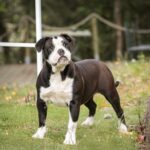 Chienne Bulldog Continental LOF noire – Tsarine du Cap de la Coste 1