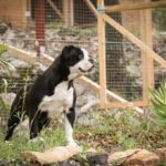 Chienne Bulldog Continental LOF noire – Tsarine du Cap de la Coste