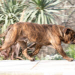 Chien Bulldog Continental LOF bringée – Urgence Absolue du Cap de la Coste 10