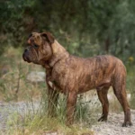 Chien Bulldog Continental LOF bringée – Urgence Absolue du Cap de la Coste