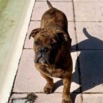 Chien Bulldog Continental LOF bringée – Urgence Absolue du Cap de la Coste 8