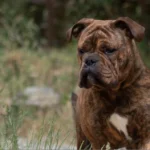 Chien Bulldog Continental LOF bringée – Urgence Absolue du Cap de la Coste 7