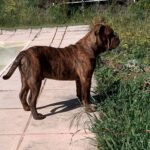 Chien Bulldog Continental LOF bringée – Urgence Absolue du Cap de la Coste 6