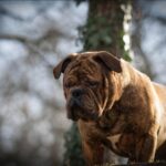 Chien Bulldog Continental LOF bringée – Urgence Absolue du Cap de la Coste 5