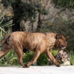 Chien Bulldog Continental LOF bringée – Urgence Absolue du Cap de la Coste 3