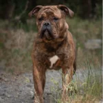 Chien Bulldog Continental LOF bringée – Urgence Absolue du Cap de la Coste 2