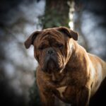 Chien Bulldog Continental LOF bringée – Urgence Absolue du Cap de la Coste 1