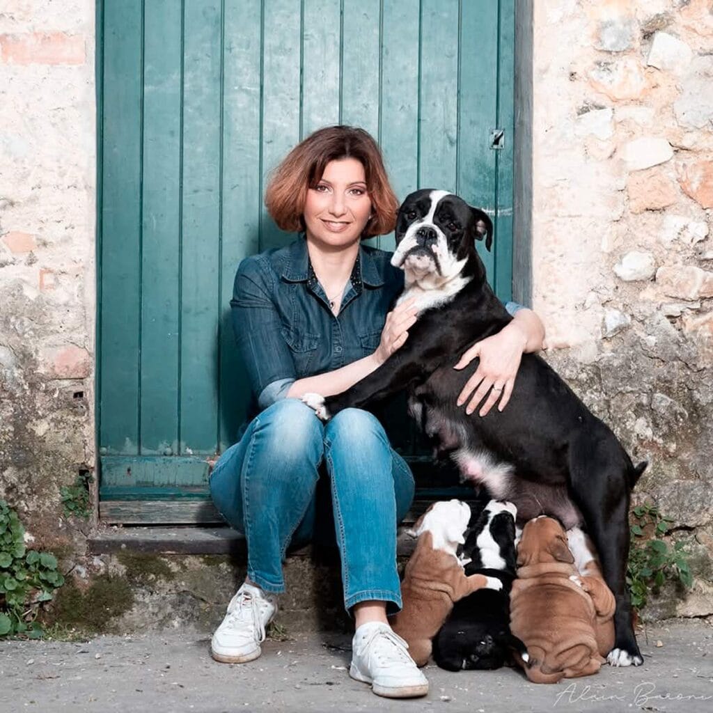 Chien bulldog continental LOF - Elevage du Cap de la Coste 11