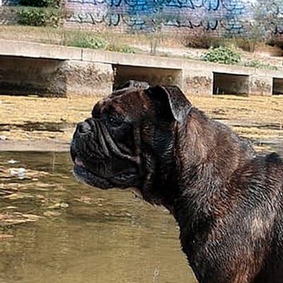 Chienne Bulldog Continental LOF bringée – Rosace des Brumes du lubéron