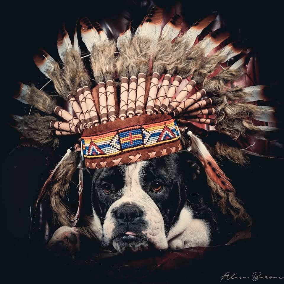 Chienne Bulldog Continental LOF noire – Kim